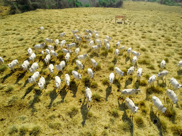 vista aérea do cattel nelore do rebanho do rebanho no pasto seco em brasil - gado brasil - fotografias e filmes do acervo
