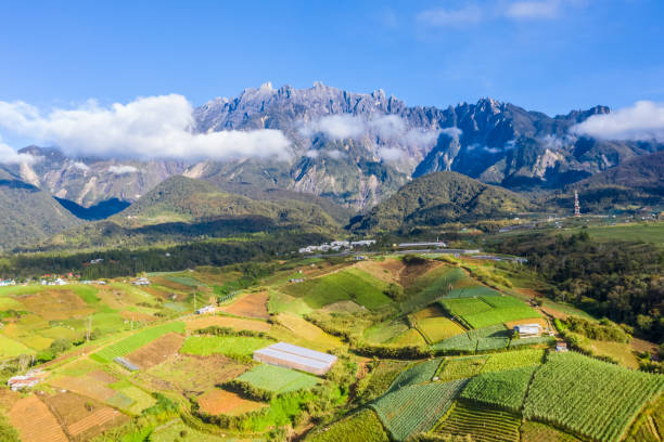aerial view of Kundasang Sabah landscape with cabbage farm and Mount Kinabalu at far background during morning. stock photo