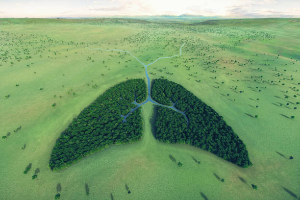 Aerial View Of Lungs Shaped Forest Aerial view of forest and river in shape of human lungs. environmental consciousness stock pictures, royalty-free photos & images