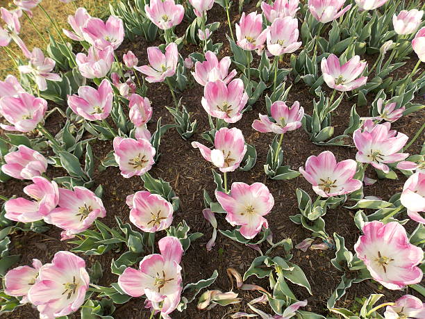 Aerial View of Open Pink and White Tulips stock photo