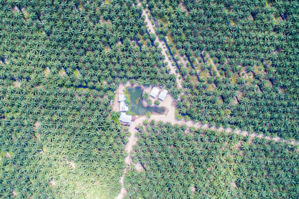 aerial view of palm oil plantation stock photo