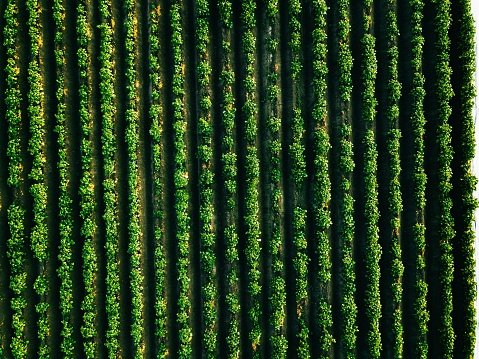 Aerial view of potato rows field in agricultural landscape in Finland