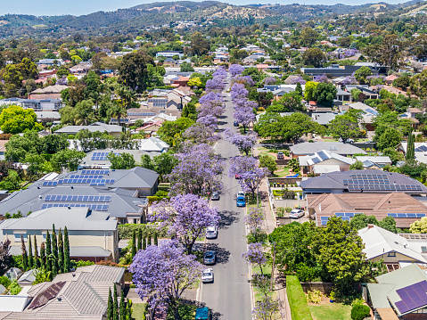 Aerial view of purple Jacaranda street trees blooming along both sides of a street in Adelaide's Eastern Suburbs. Adelaide Hills/Mt Lofty Ranges in background