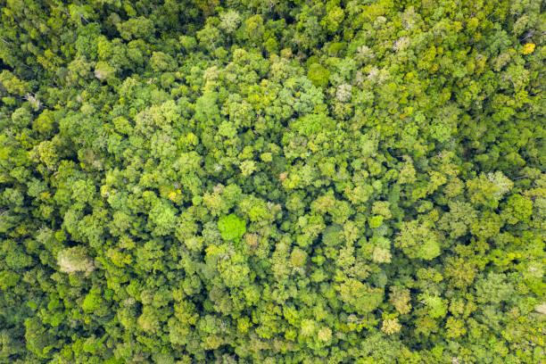 Aerial View of Rainforest in Indonesia stock photo