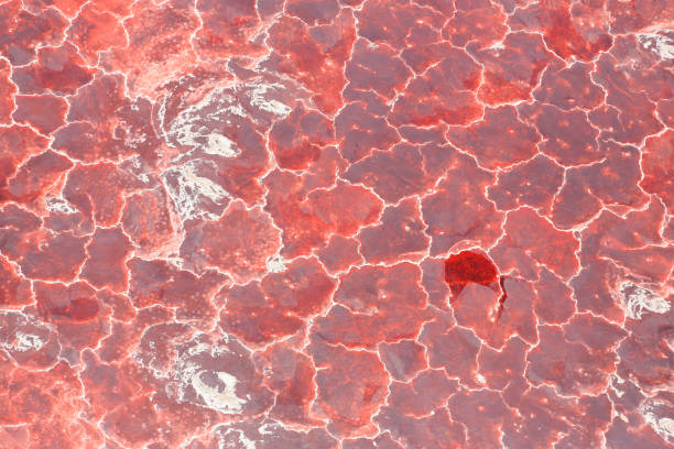 Aerial view of the salt pan and mineral crust with red algae of Lake Natron on the border between Kenya and Tanzania Aerial view of the salt pan and mineral crust with red algae of Lake Natron, in the Great Rift Valley, on the border between Kenya and Tanzania. The Rift Valley contains a chain of volcanoes, some of which are still active, and many other lakes such as the Magadi, Turkana, Baringo, Bogoria and Nakuru. During the dry season Lake Natron is partly covered by soda and is known for its wading birds. During the rainy season, a thin layer of brine covers much of the saline pan, but this evaporates leaving a vast expanse of white salt that cracks to produce large polygons. The lake is recharged by saline hot springs around its shores and is very rich in blue-green algae, which feed insects and massive flocks of lesser flamingos (Phoenicoparrus minor). Altogether it forms a very peculiar mineral and colour-rich landscape. The area is inhabited by the cattle-herder Masai tribes. Relics of many hominids have been found in the escarpments. lake nakuru stock pictures, royalty-free photos & images