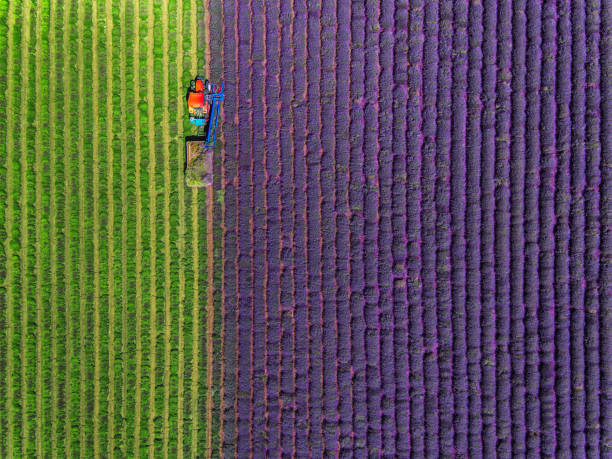 luftaufnahme des traktorerntefeldes von lavendel - lavendel feld stock-fotos und bilder