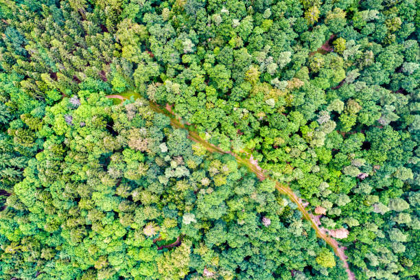 Aerial view of trees and a road in the Vosges Mountains, France Aerial view of trees and a road in the Vosges Mountains - Haut-Rhin department of France vosges department france stock pictures, royalty-free photos & images