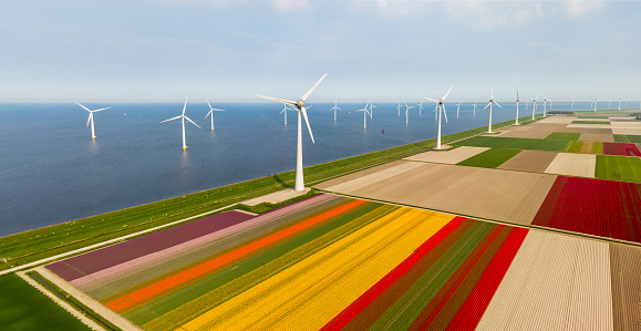 Aerial view of tulip fields and wind turbines in the Noordoostpolder municipality, Flevoland, Netherlands