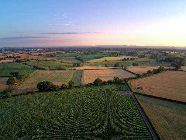 Aerial view on cheshire corn and wheat field. Summer sunset Aerial view on cheshire corn and wheat field. Summer sunset cheshire england stock pictures, royalty-free photos & images