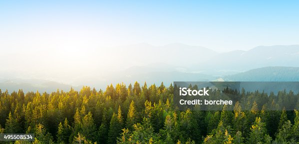 istock Aerial View On Spacious Pine Forest At Sunrise 495508534