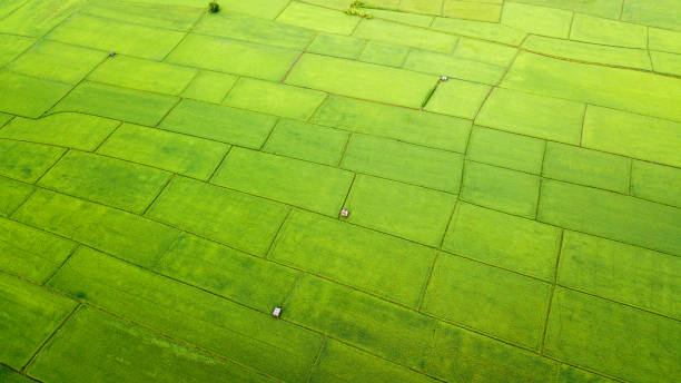 Aerial view rice fields in the morning, Thailand stock photo