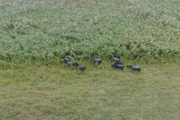 鳥瞰 - 水牛在蘆薈中放牧。奧爾洛夫卡村, 雷尼雷翁, 奧德薩州, 烏克蘭, 東歐。 - buffalo shooting 個照片及圖片檔