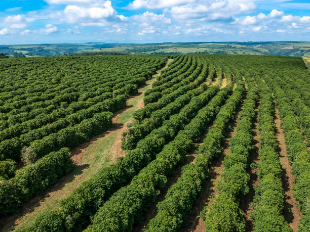 visão aérea do campo de café verde no brasil - plantação - fotografias e filmes do acervo