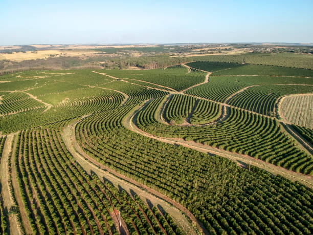 aerial viewof green coffee field in brazil - cafe brasil imagens e fotografias de stock