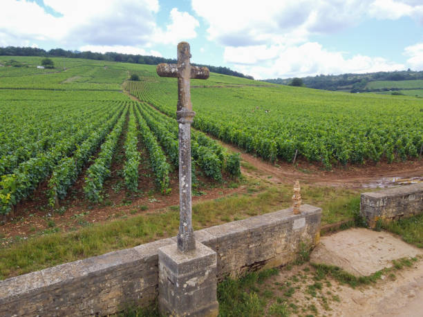 Aerian view on walled green grand cru and premier cru vineyards with rows of pinot noir grapes plants in Cote de nuits, making of famous red Burgundy wine in Burgundy region of eastern France. stock photo