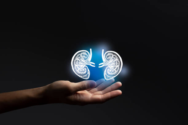 Aesthitic handdrawn illustration of human kidneys highlighted blue. Photo collage with female hand on dark studio background. stock photo