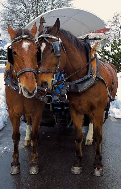 affectionate horses nuzzle horse-drawn carriage Swiss Alps in winter stock photo