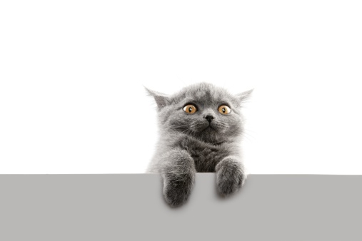 Grey British sort hair cat.