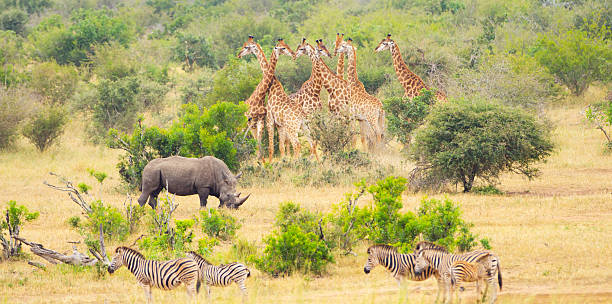 Africa Savannah with Big Mammals African Landscape fit for an ad commercial.  Safari animals in the savannah. Kruger National Park, South Africa. kruger national park stock pictures, royalty-free photos & images