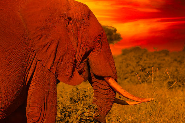 The Kenya Red Elephants