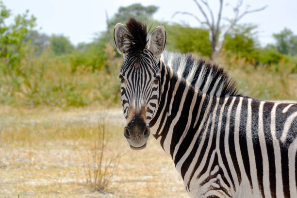 Africa Zebra looking into Camera stock photo