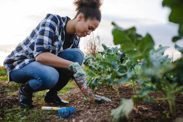 African American woman picking lettuce in the garden African American woman picking lettuce in the garden gardening stock pictures, royalty-free photos & images