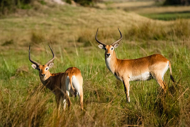 African antelope stock photo