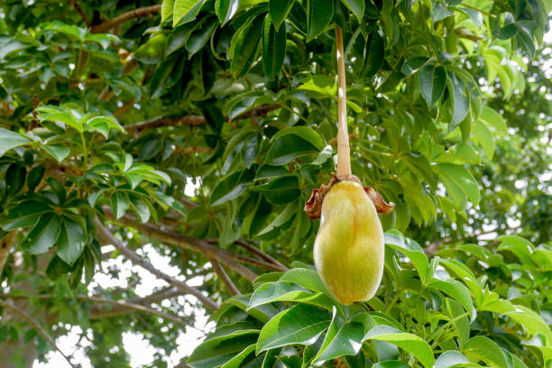 African baobab fruit or Monkey bread stock photo