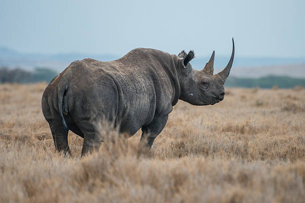 African Black Rhino stock photo