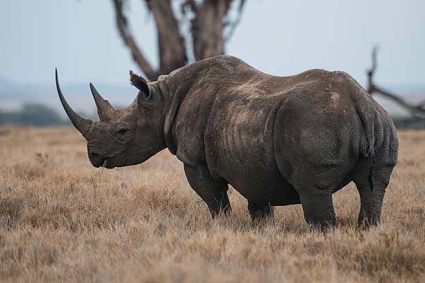 African Black Rhinos stock photo