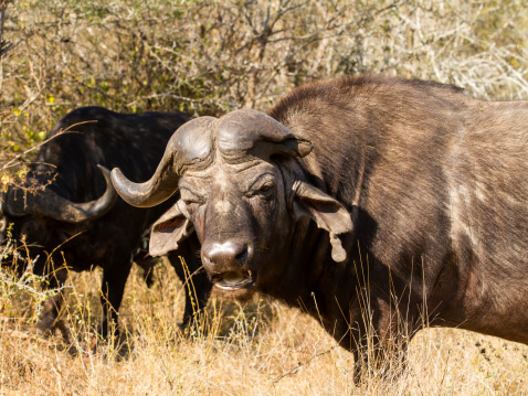 An African Buffalo with a broken horn and a torn ear