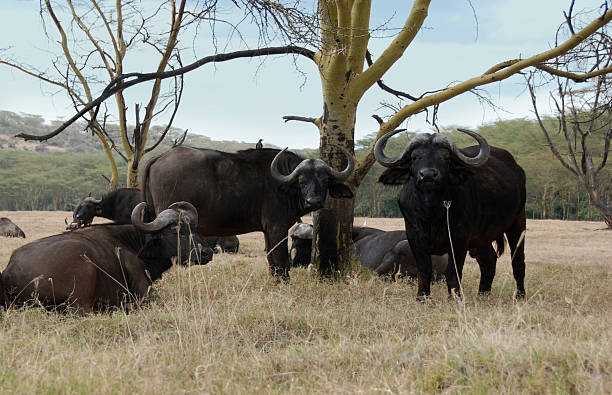 African Buffalo stock photo