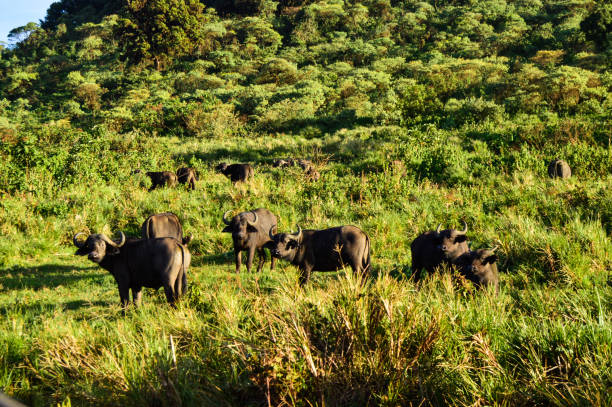 afrika manda - buffalo shooting stok fotoğraflar ve resimler