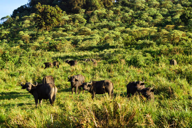 afrika manda - buffalo shooting stok fotoğraflar ve resimler