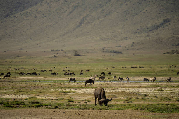 非洲水牛 - buffalo shooting 個照片及圖片檔