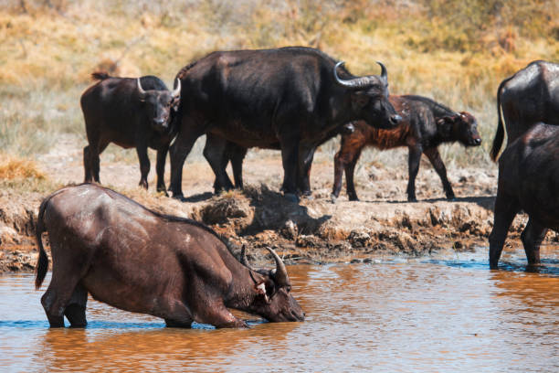 African buffaloes Herd of the african buffaloes (Syncerus caffer) or cape buffaloes drinking the water in a dirty lake lake nakuru national park stock pictures, royalty-free photos & images