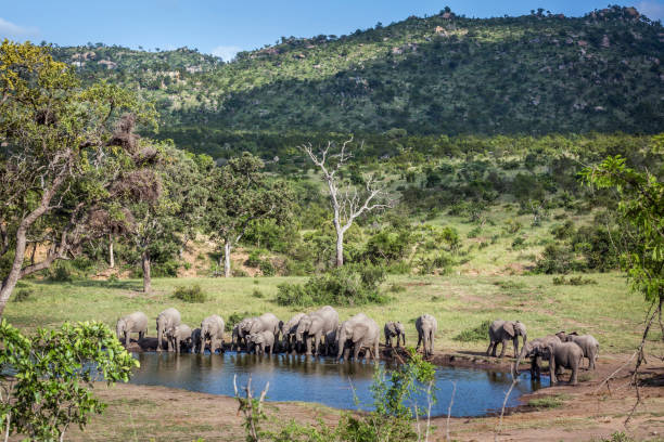 African bush elephant in Kruger National park, South Africa African bush elephant herd in beauty scenery in Kruger National park, South Africa ; Specie Loxodonta africana family of Elephantidae kruger national park stock pictures, royalty-free photos & images