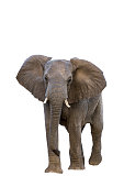 istock African bush elephant in Kruger National park, South Africa 1328699361