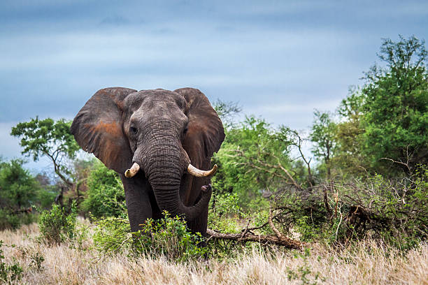 African bush elephant in Kruger National park, South Africa Specie Loxodonta africana family of Elephantidae bioreserve stock pictures, royalty-free photos & images