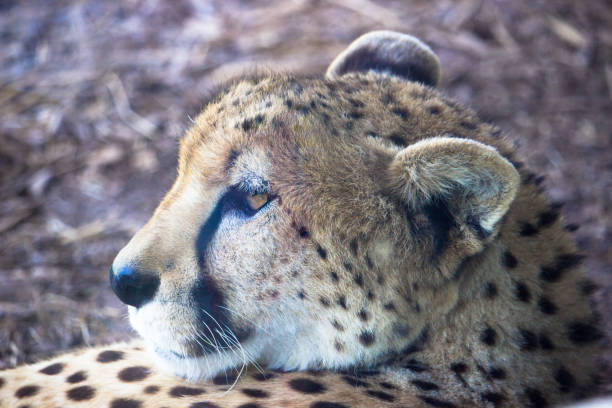 African Cheetah stock photo