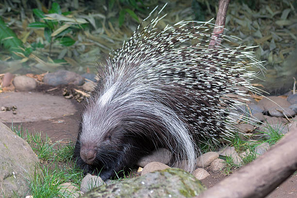 African Crested Porcupine African Crested Porcupine Full Body Portrait animal's crest stock pictures, royalty-free photos & images
