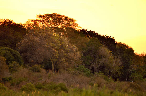 African dawn stock photo