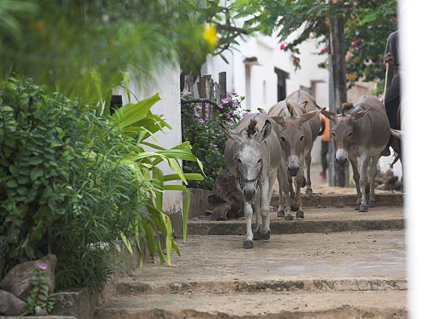 African donkeys in the street stock photo