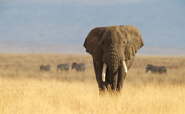 African Elephant and the Ngorongoro Savanna in Tanzania stock photo