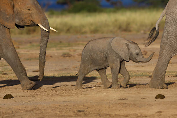 African Elephant baby between mother and aunt stock photo