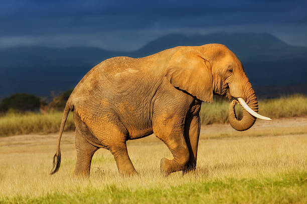 African Elephant eating grass just before the rain stock photo