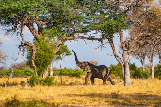 African Elephant feeding in trees, Serengeti, Tanzania A single African Elephant is feeding in a tree in the plains of the Serengeti, Tanzania. tanzania photos stock pictures, royalty-free photos & images