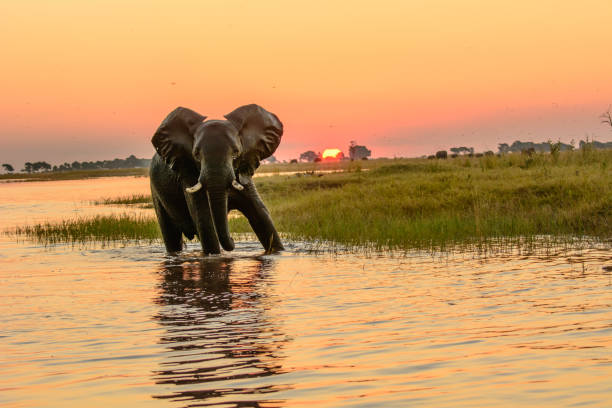 African elephant in the Chobe river at dusk African elephant in the Chobe river at dusk botswana stock pictures, royalty-free photos & images