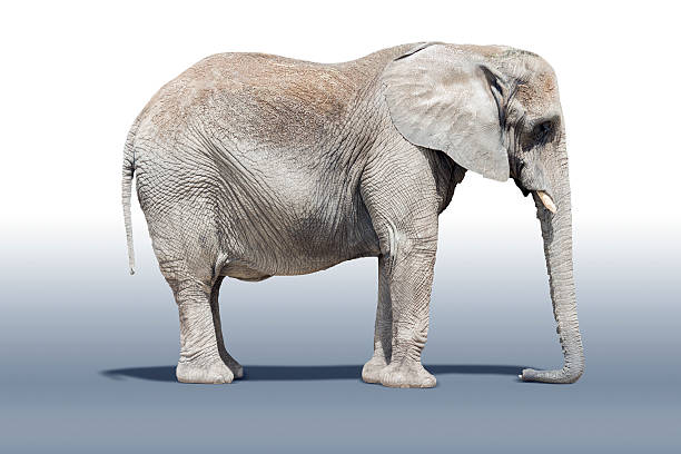 African Elephant isolated stock photo