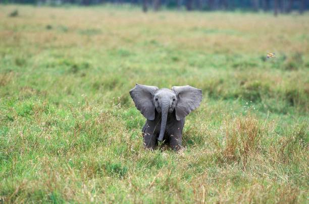 African Elephant, loxodonta africana, Calf, Masai Mara Park in Kenya stock photo